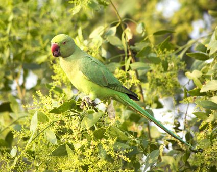 Top Five Talking Bird Species