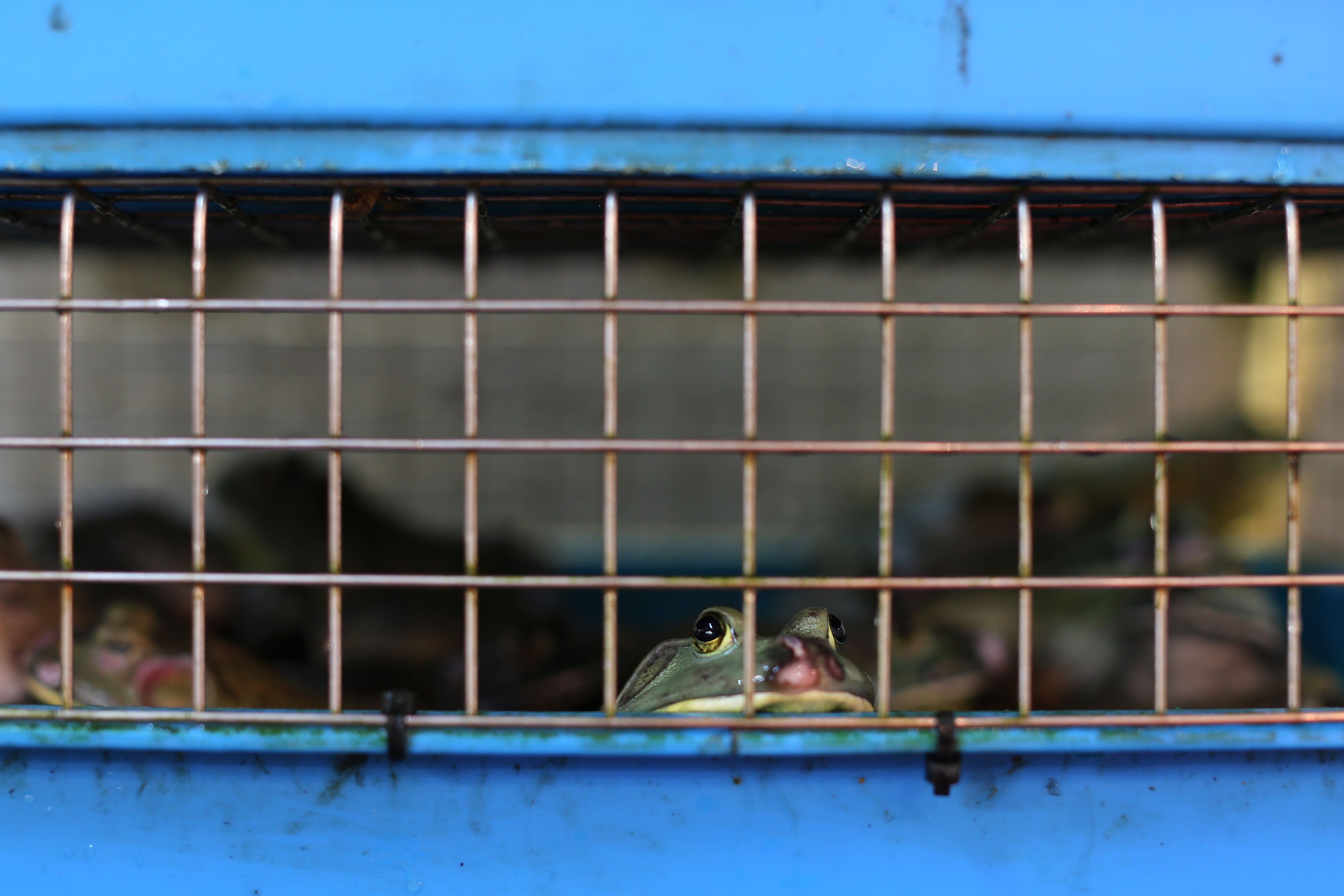 US Lawmakers Reintroduce Bill to End Wildlife Trafficking