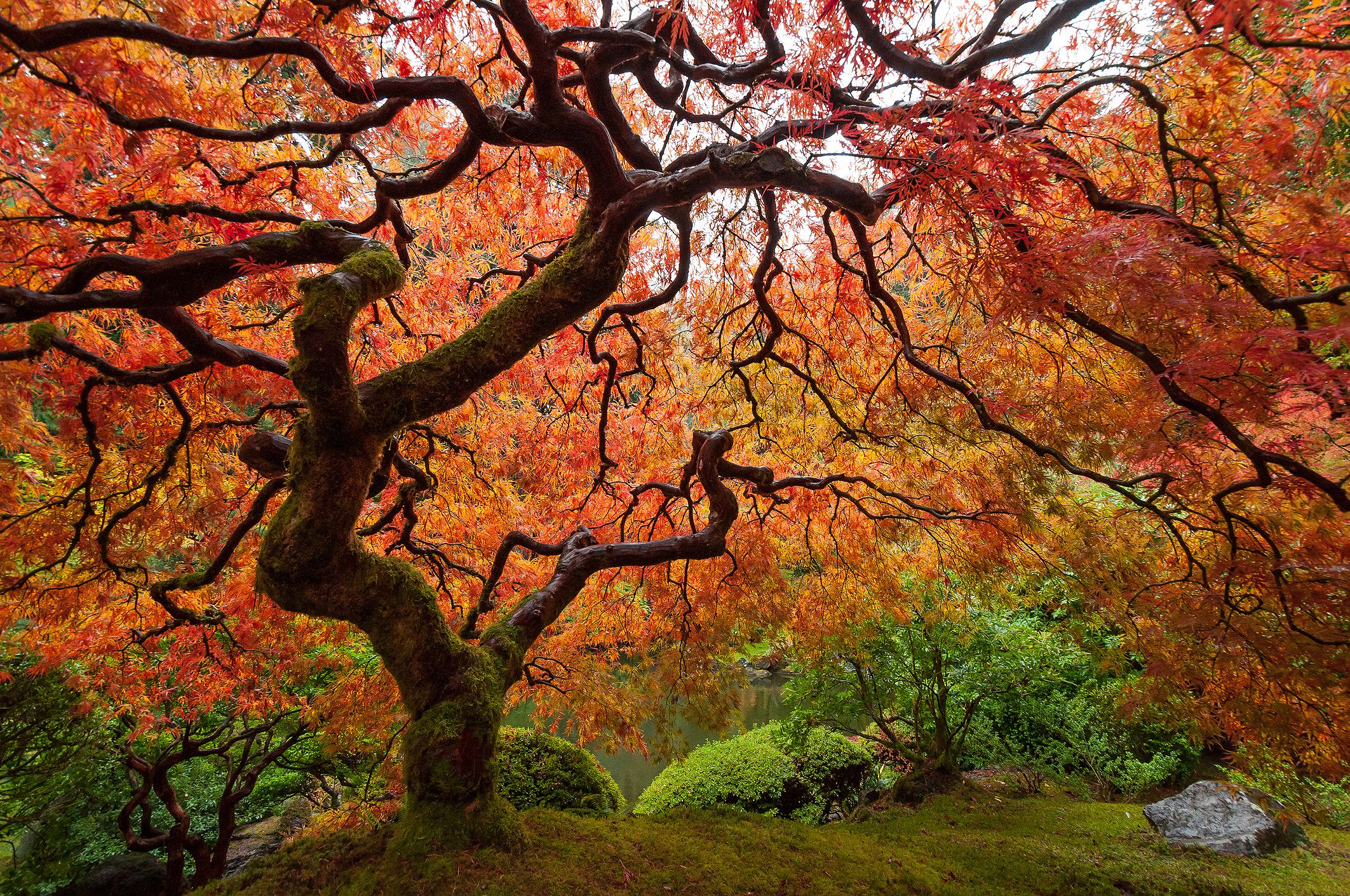 what types of maple trees are there