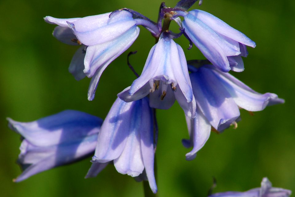 growing-spanish-bluebells-a-late-blooming-spring-bulb