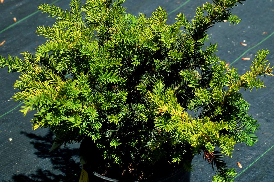 when-to-prune-evergreen-shrubs-timing-differs-by-type