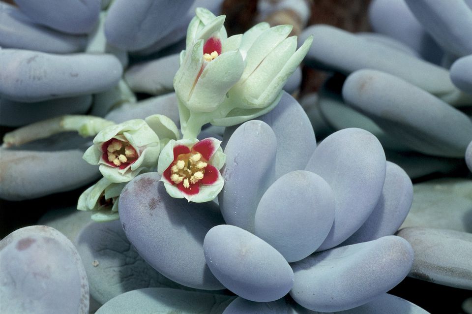 9 Most Popular Succulent Varieties