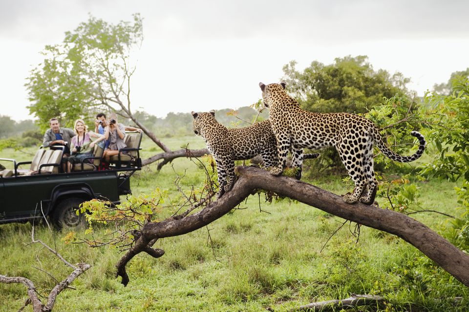 An Introduction to Africa's Big Five Safari Animals