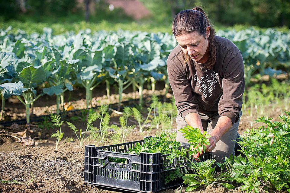 Top 10 Tips for Starting Your Hobby Farm