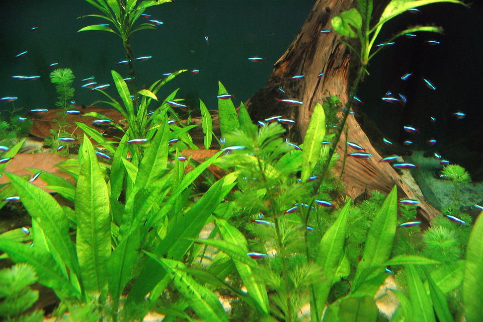Live Plants in Aquariums are Essential to Aquariums