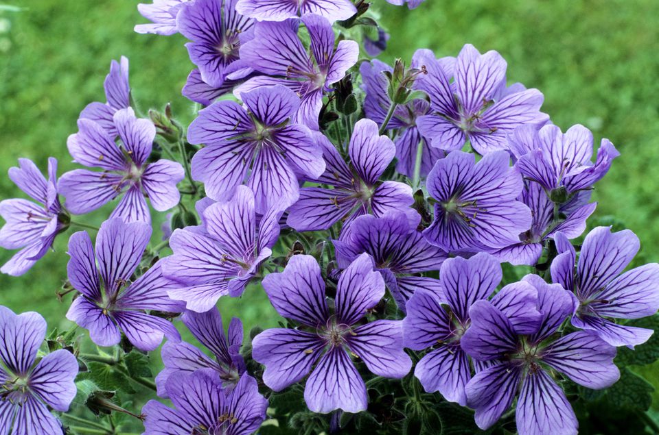 The Best Geranium Varieties for Your Garden