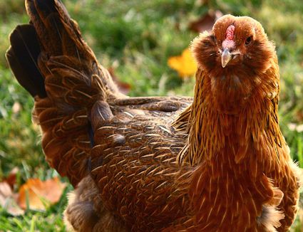 Chicken Breeds Orpington Or Buff Orpington