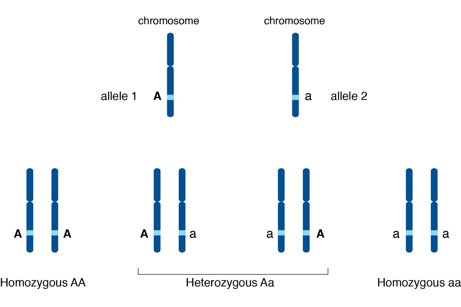 what is the definition of dominant allele in biology