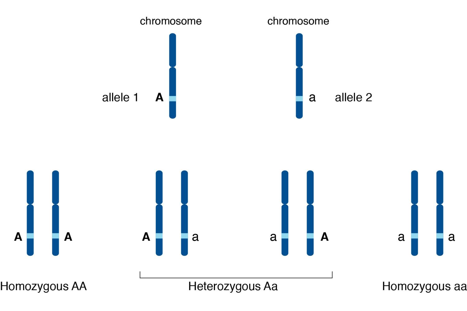 One Gene With Two Alleles