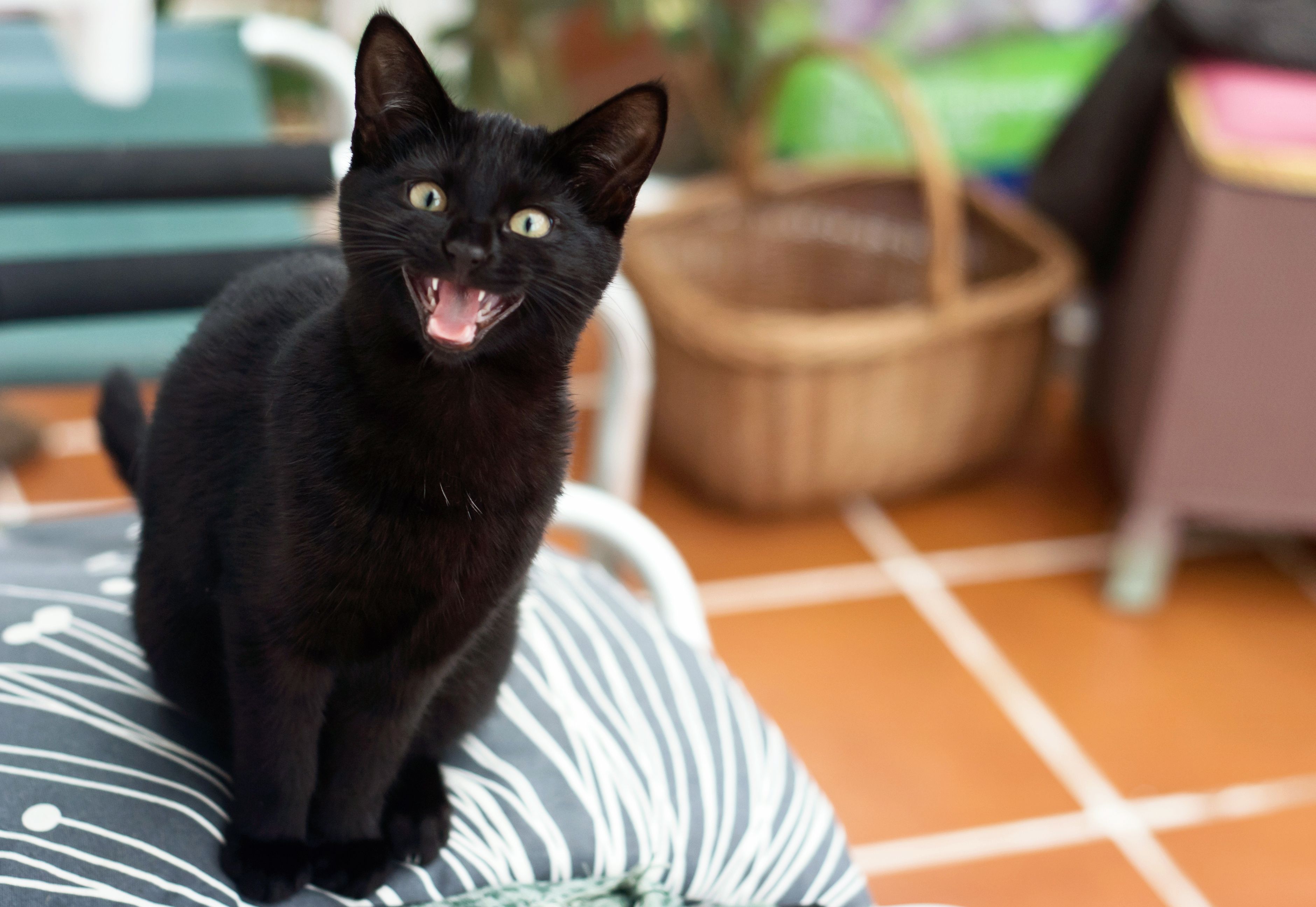 Мяуканье кота слушать. Чёрный кот. Кошка мяукает. Черный кот улыбается. Кошка мяучит.