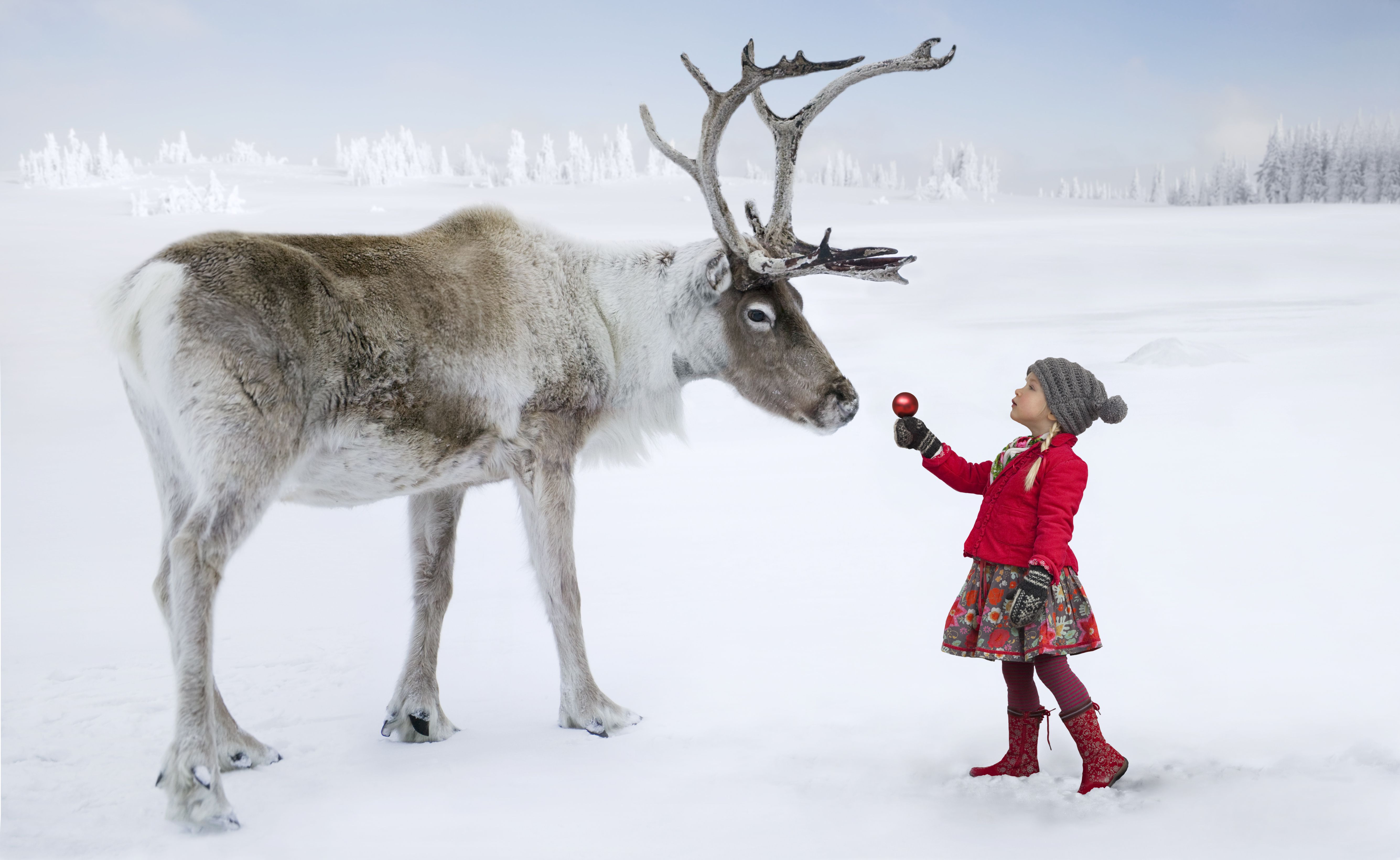 Are All of Santa's Reindeer Female?