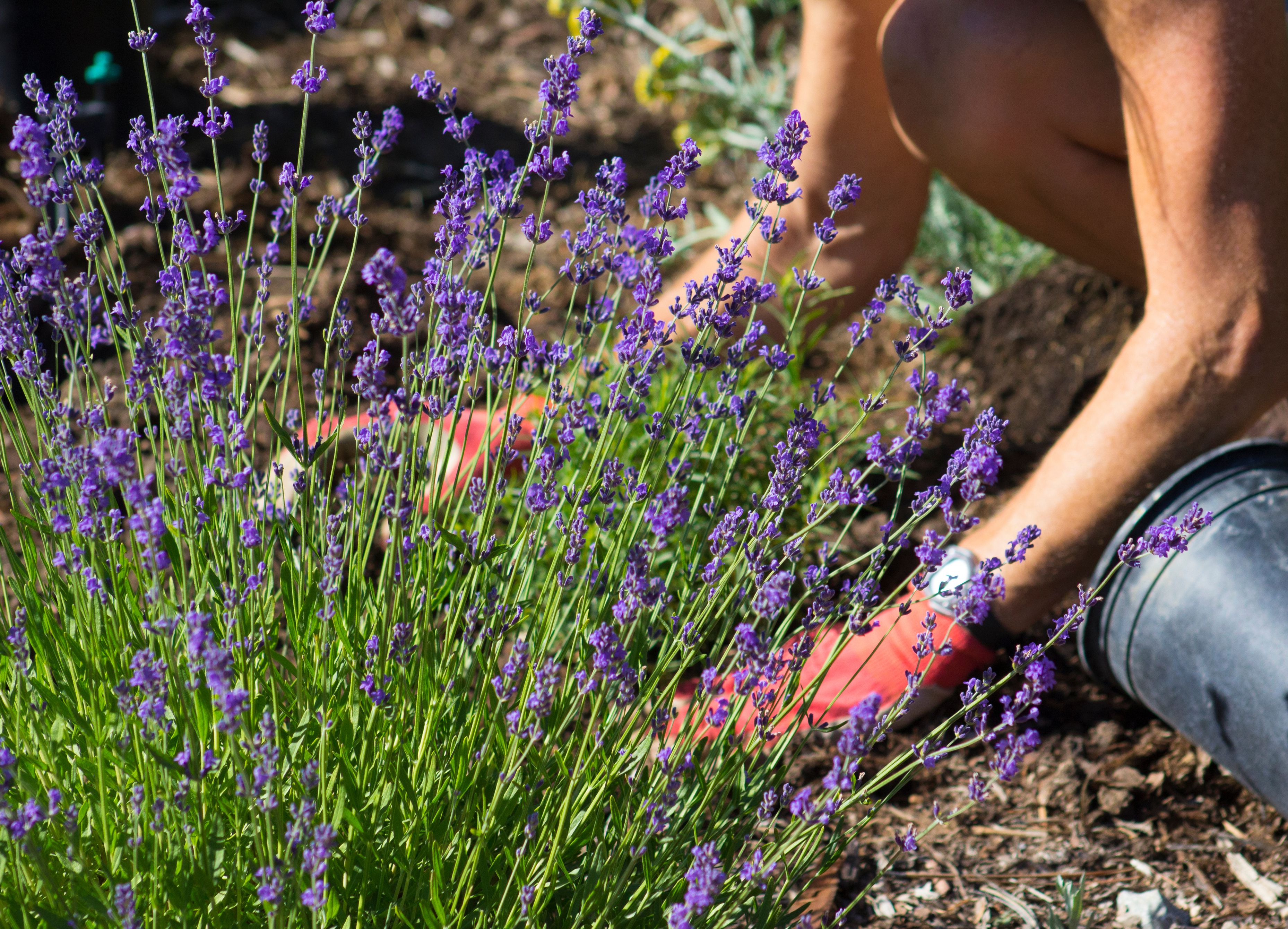 5 Best Herbs to Deter Deer