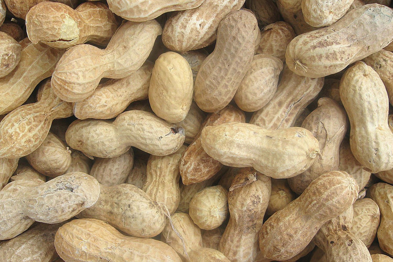 Image result for images of peanuts