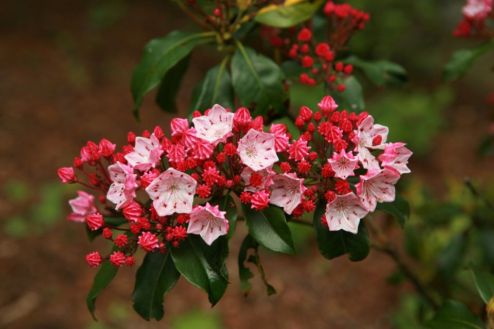 Mountain Laurel Plants: How to Grow Them, Common Error