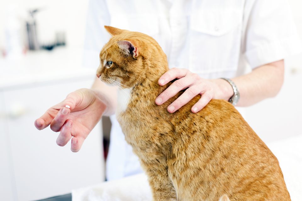 how-to-give-a-cat-a-pill-and-get-your-cat-to-swallow-it-reader-s-digest