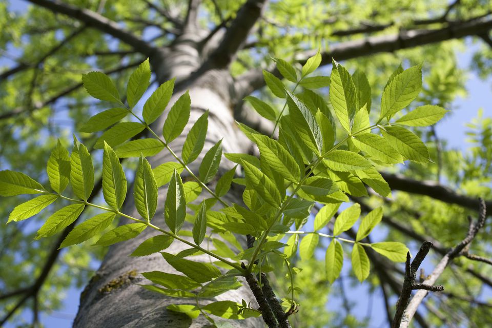 Members of the Genus Fraxinus