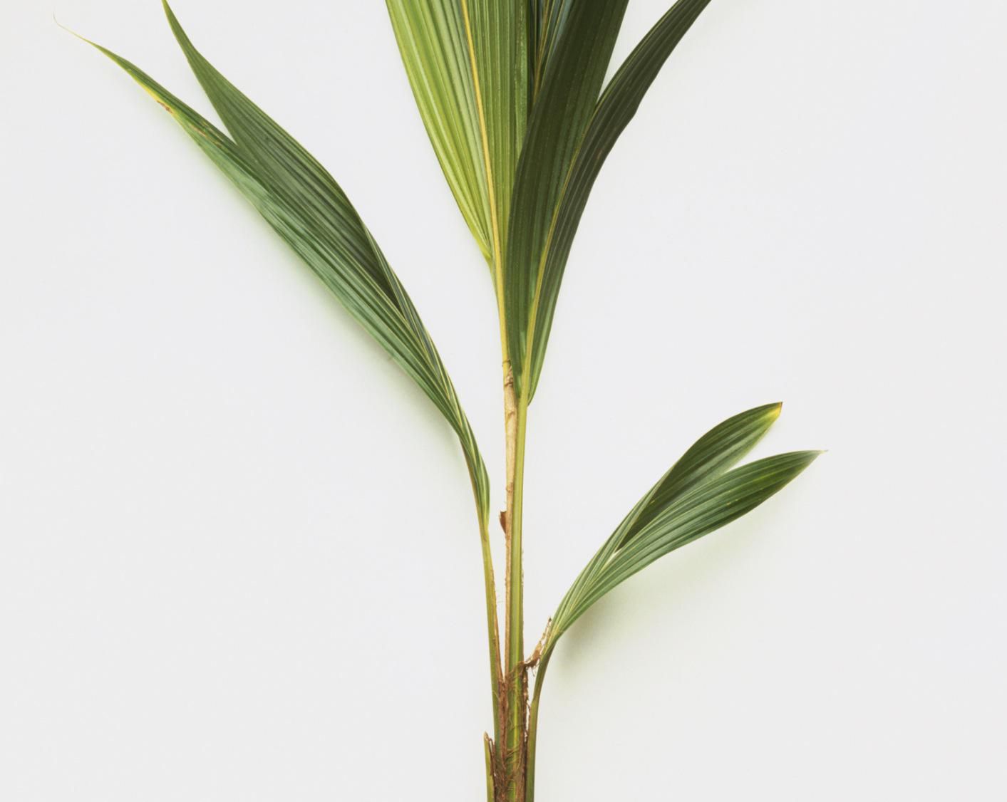 Growing Coconut Palms as a House Plant