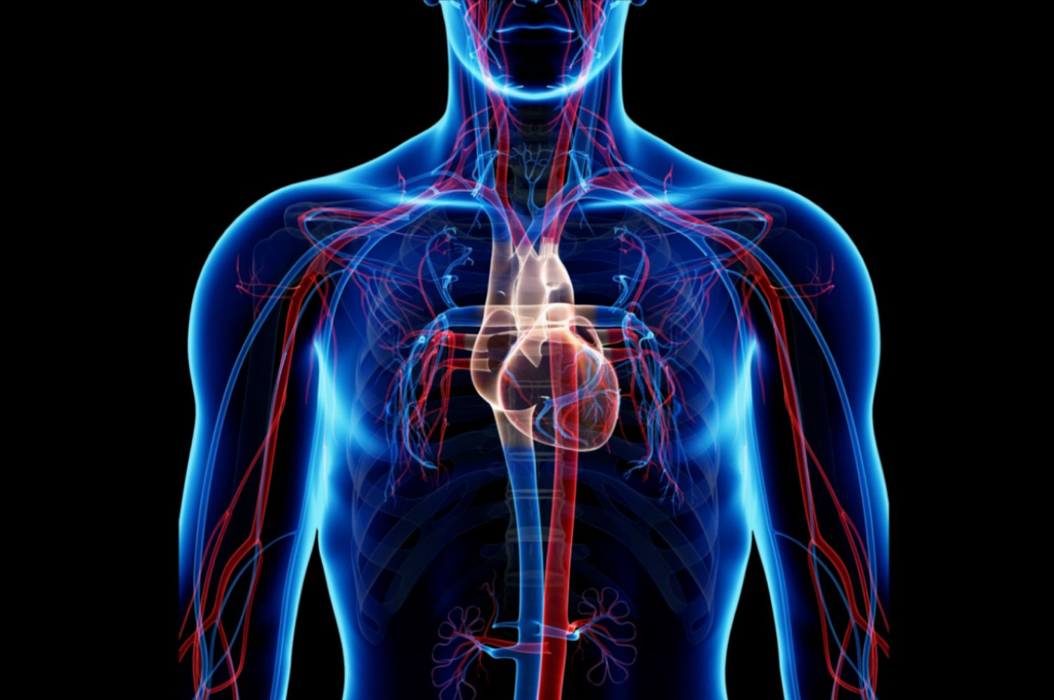 Circulatory System Pulmonary And Systemic Circuits