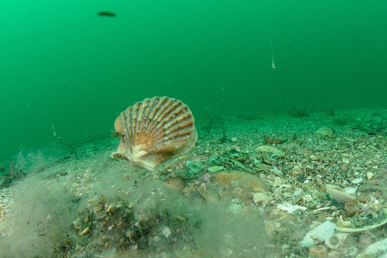 10 Things You May Not Have Known About Sea Scallops