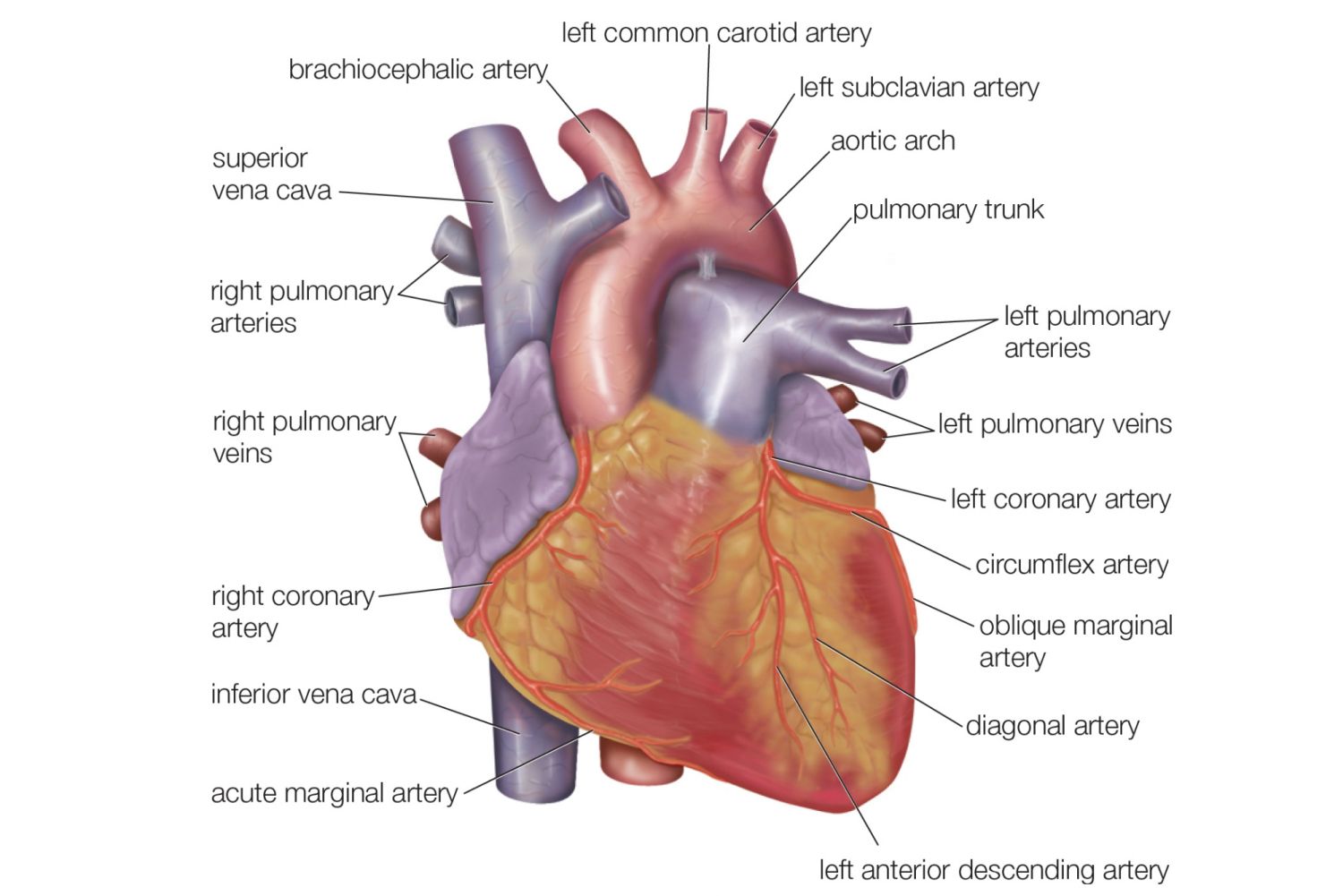 Anatomy of the Heart - Diagram View