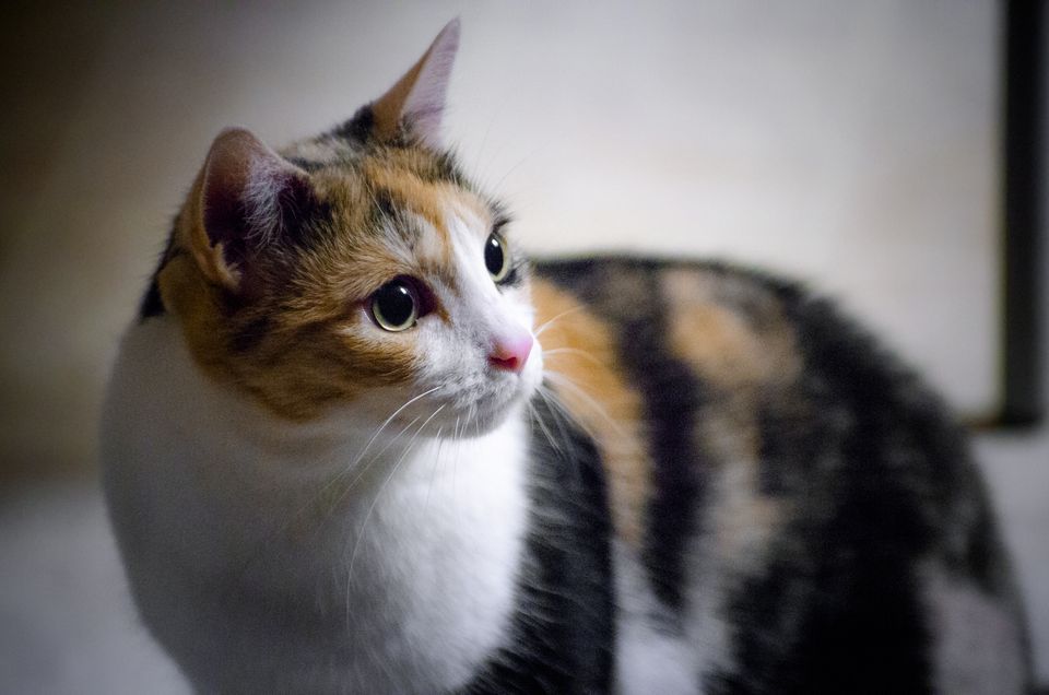 Cute Pictures of Calico Cats and Kittens
