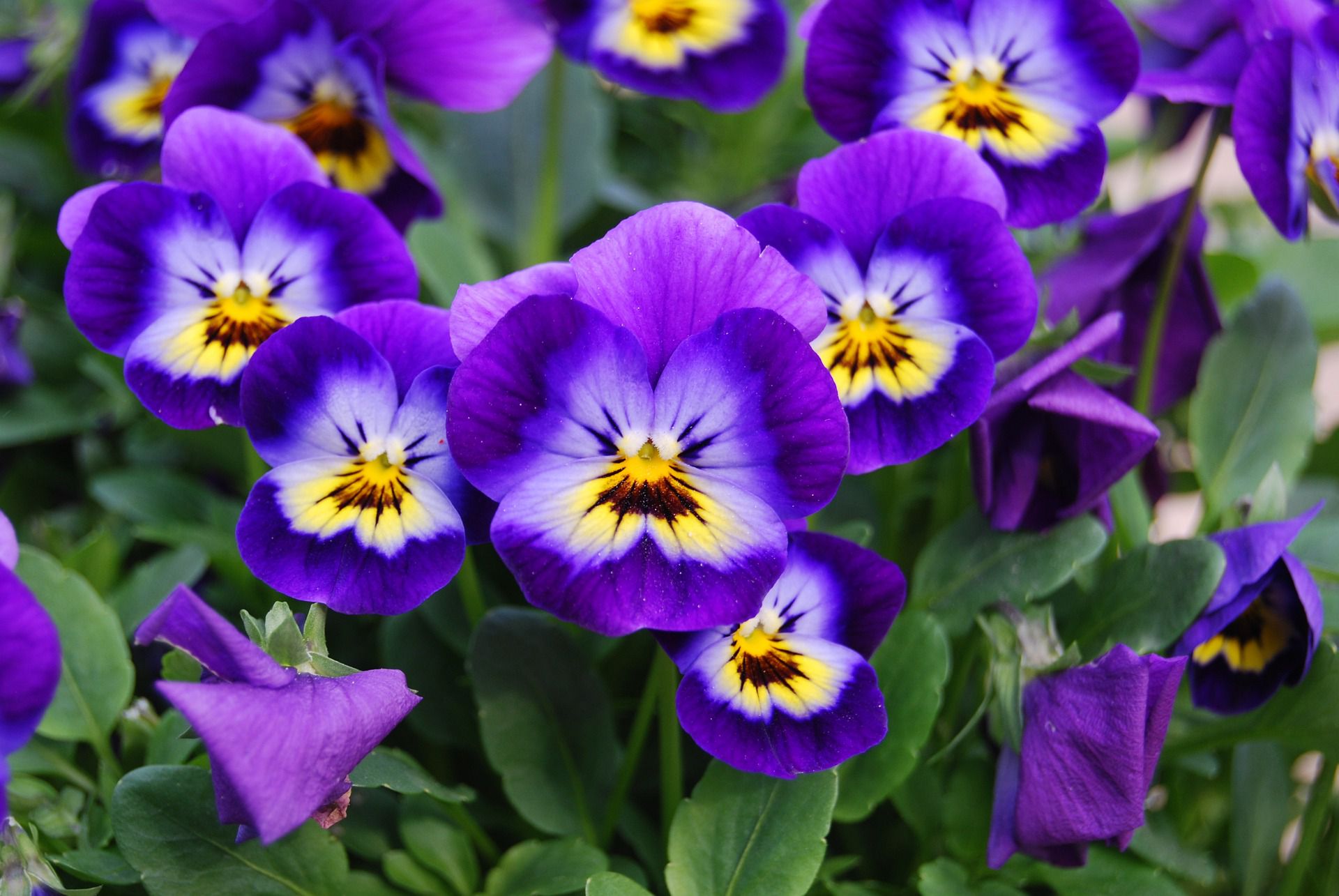 How to Grow Violas in a Home Garden