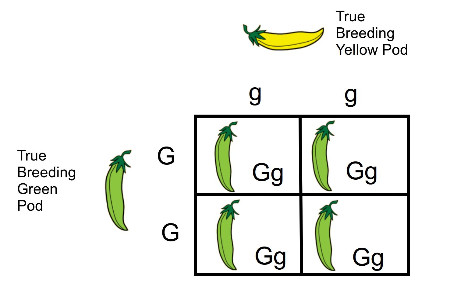 Monohybrid Cross A Genetics Definition