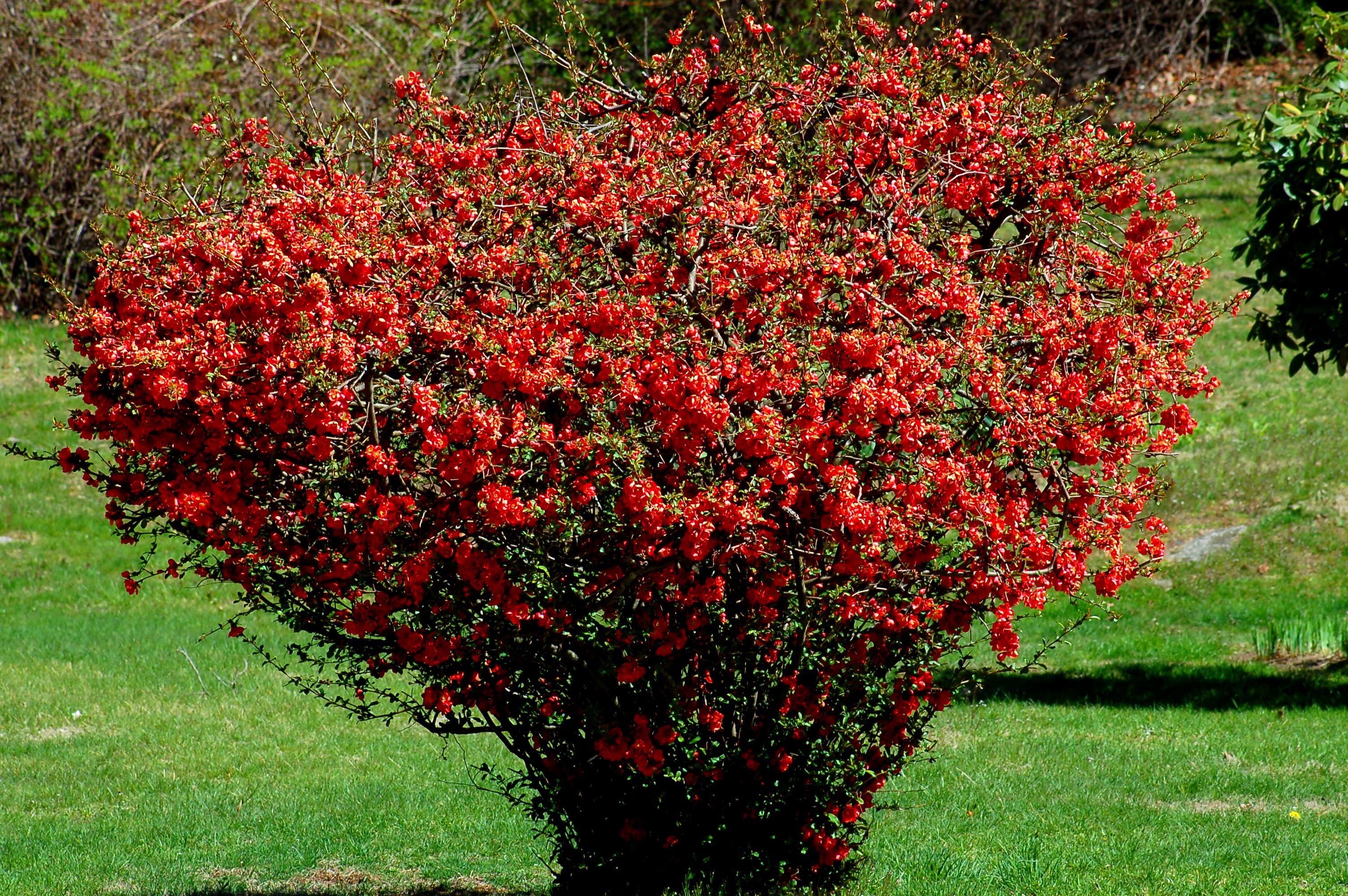 Flowering Quince Shrubs - Landscaping Species