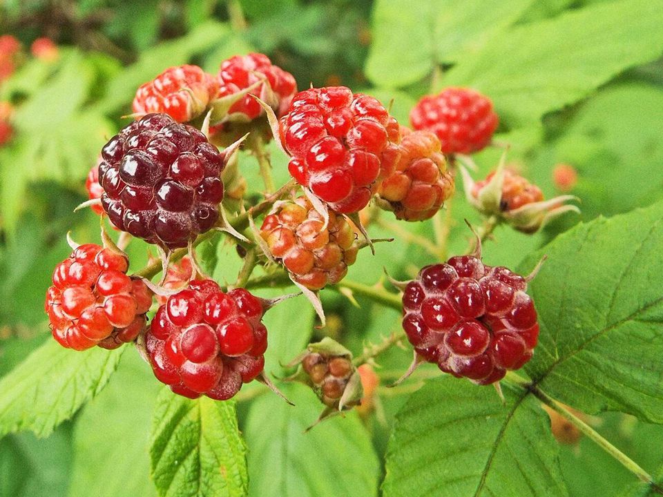 Best Berry Plants for Edible Landscaping