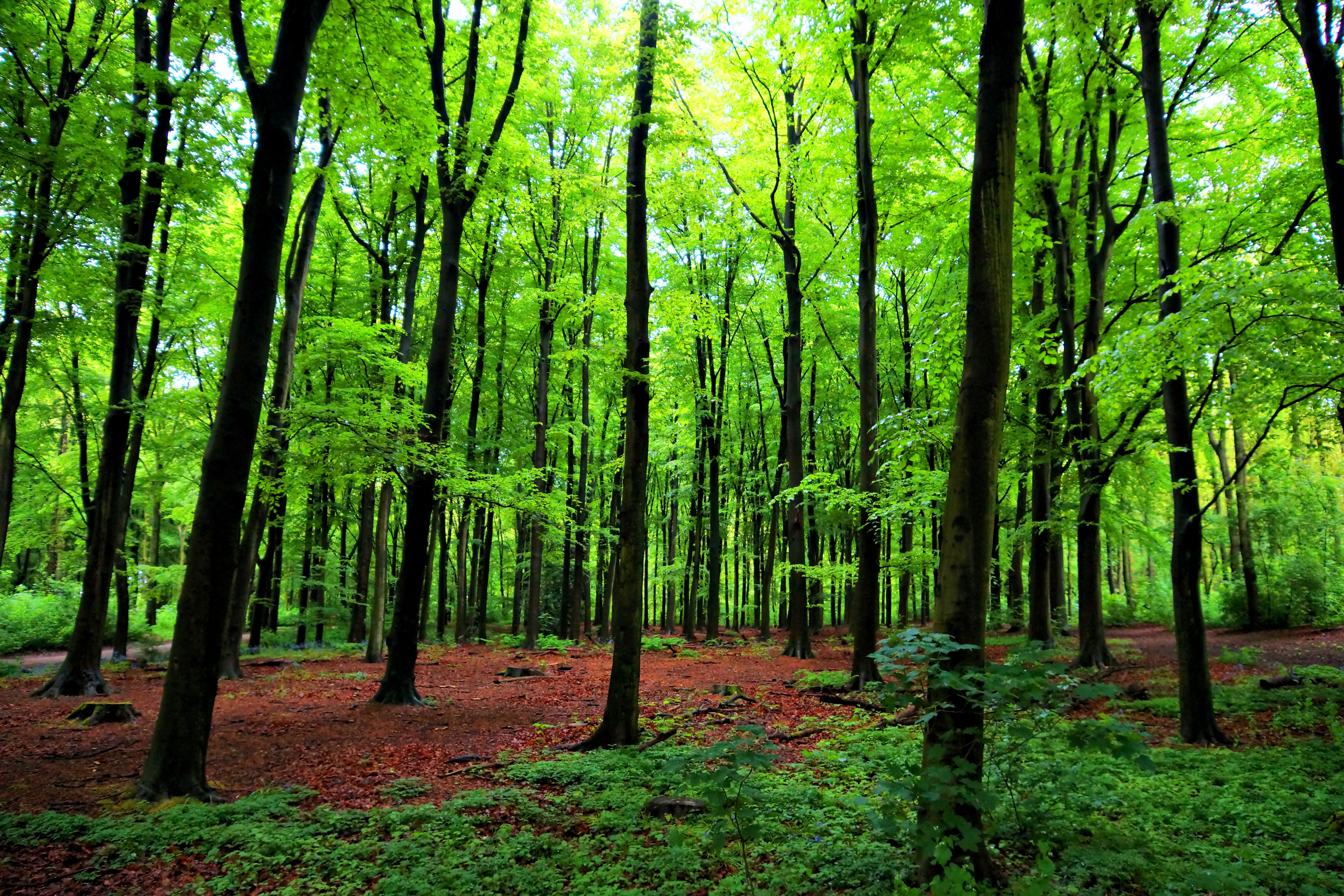 Trees Talk to Each Other and Recognize Their Offspring