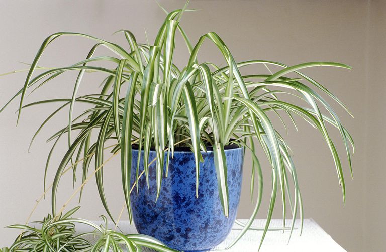 Potted Spider Plant