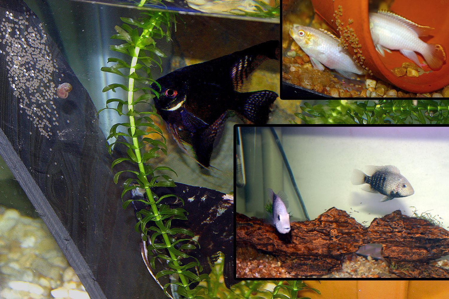 Breeding Aquarium Fish, Basic Breeding Questions For Beginners