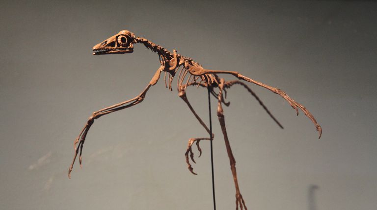 Facts About Archaeopteryx, The Famous "Dino-Bird"