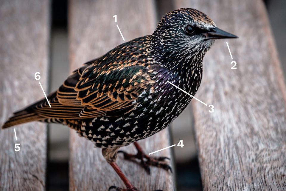 Identify a Breeding European Starling