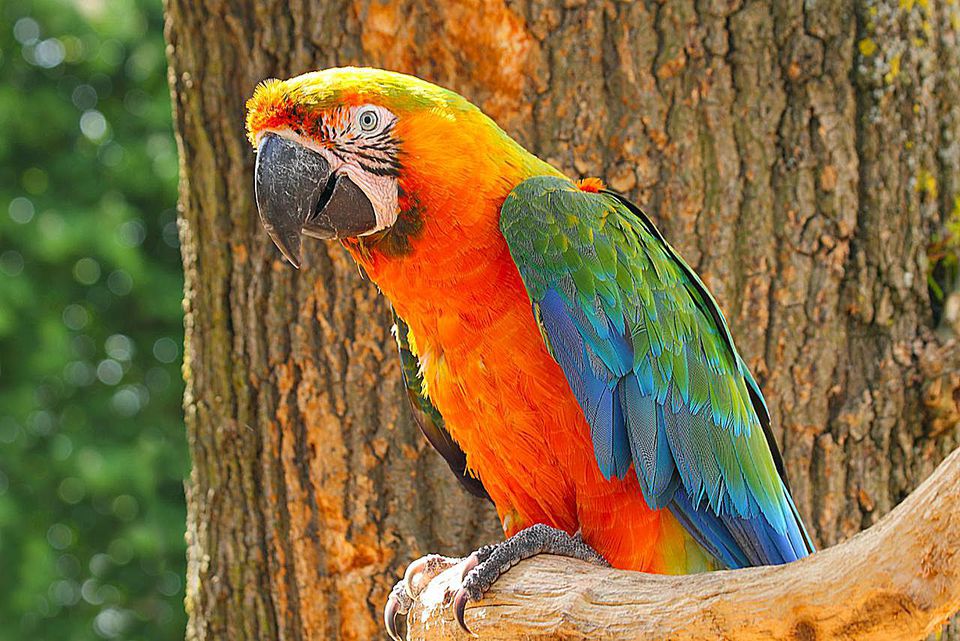 Types Of Macaw Hybrids And Crosses