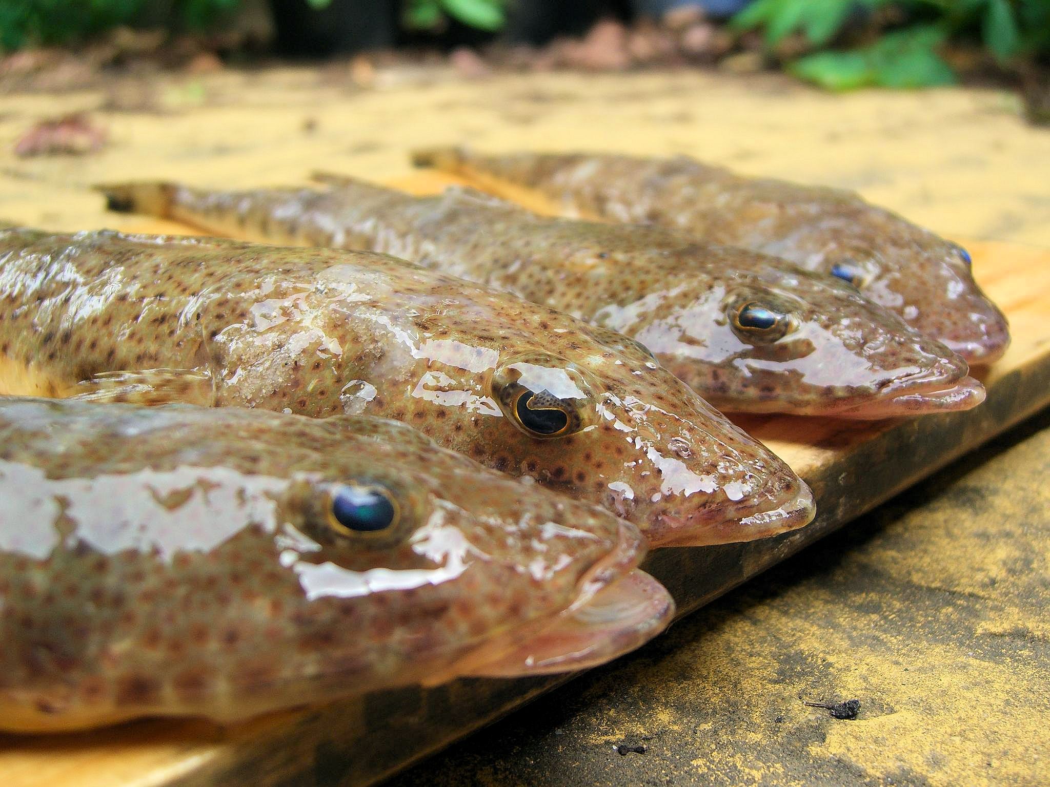 how-to-preserve-the-slime-coat-on-fish