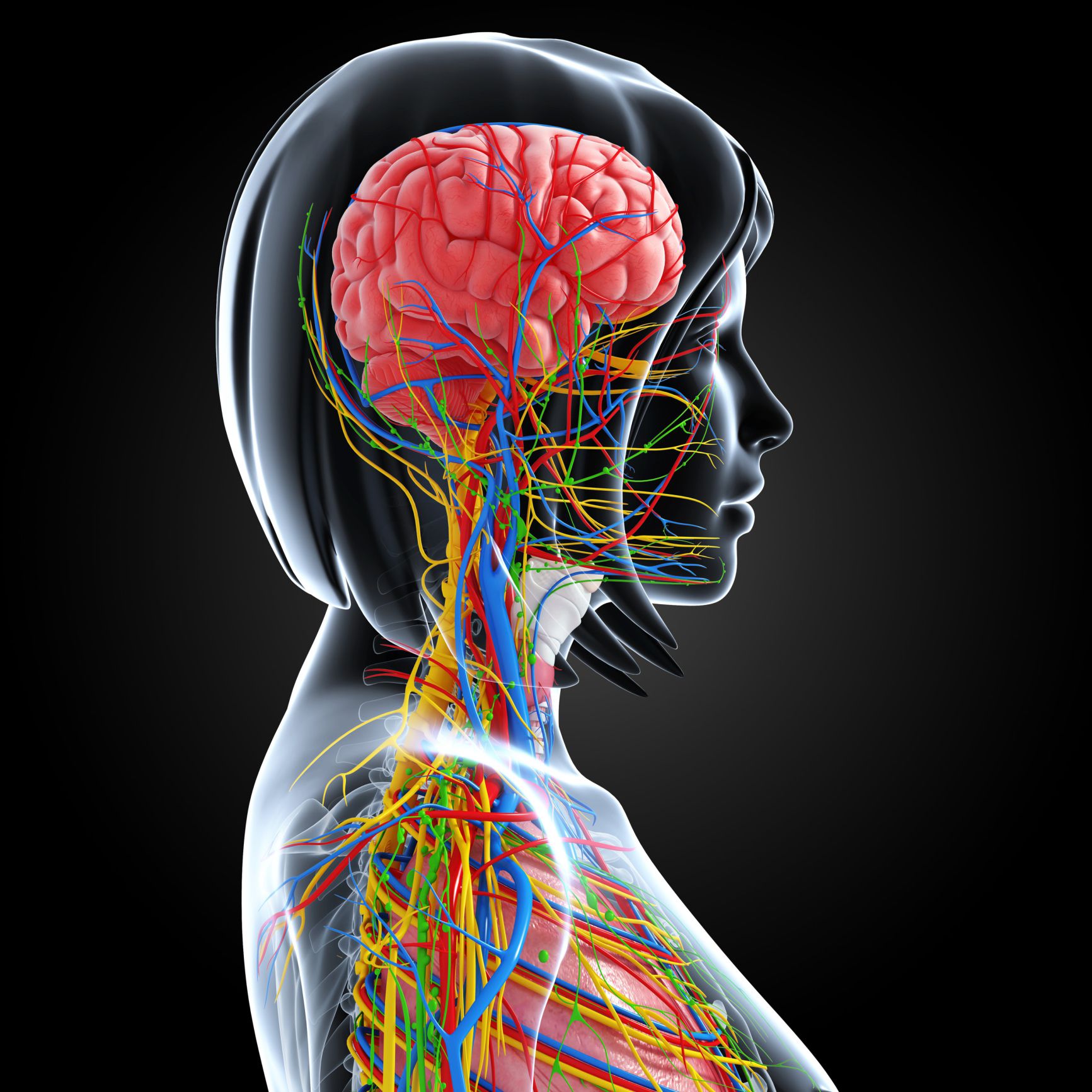 blood-supply-of-the-cortex-kevorkian-medical-illustration