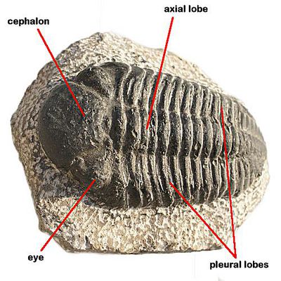 Crustaceans, Subphylum Crustacea