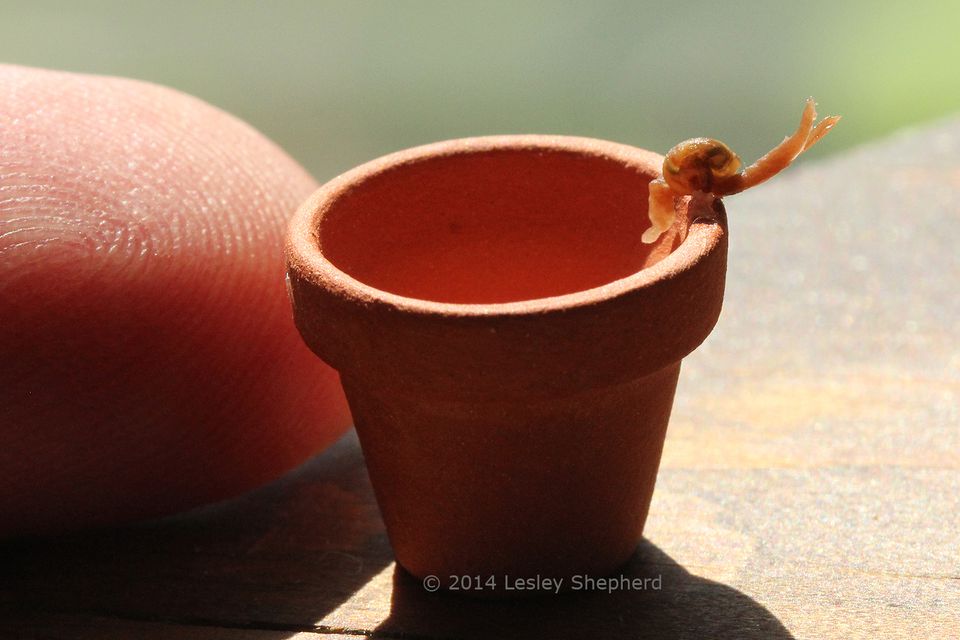 Download Miniature Snails With Shells Made From Polymer Clay