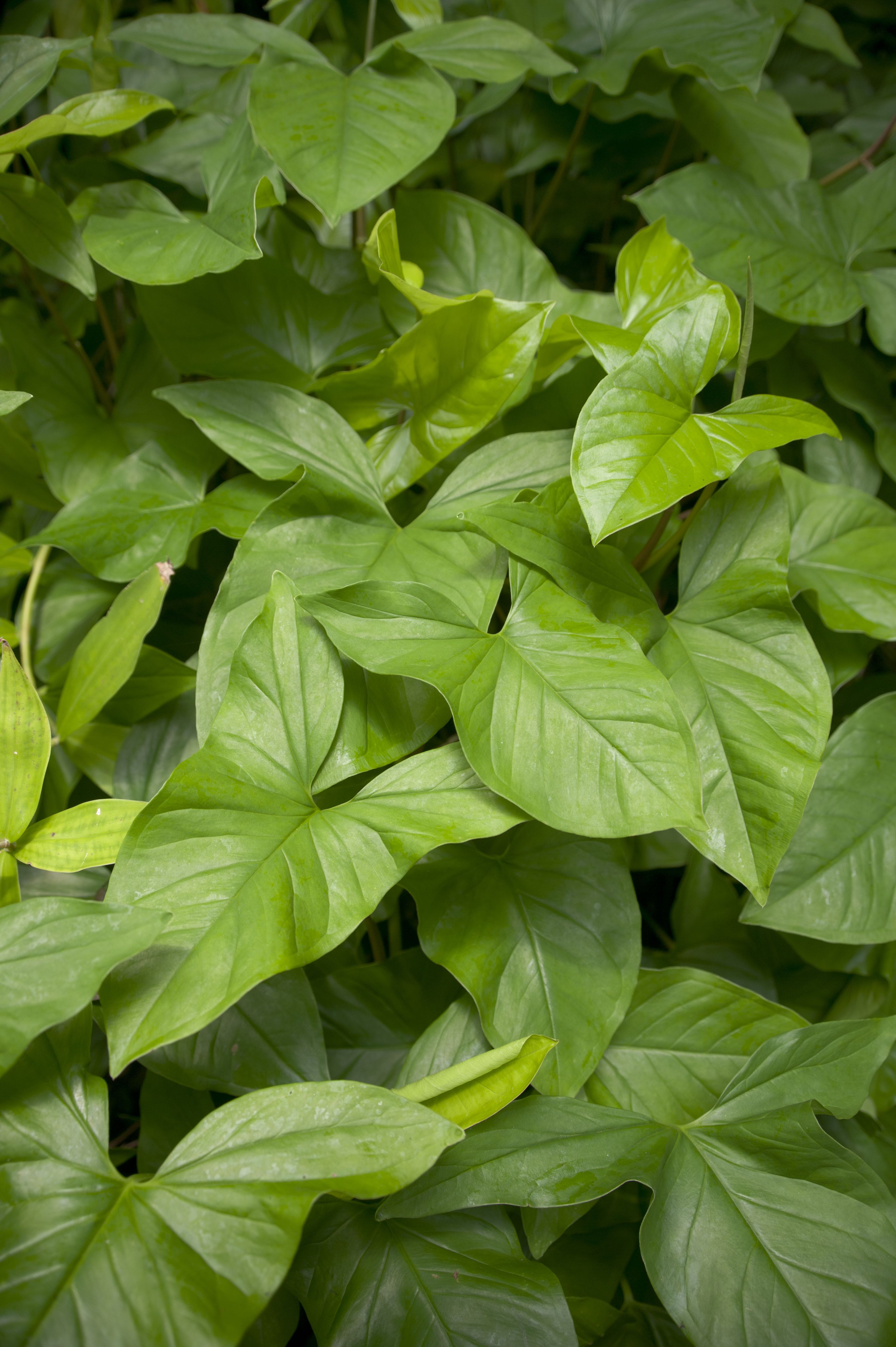 How to Grow the Arrowhead Vine