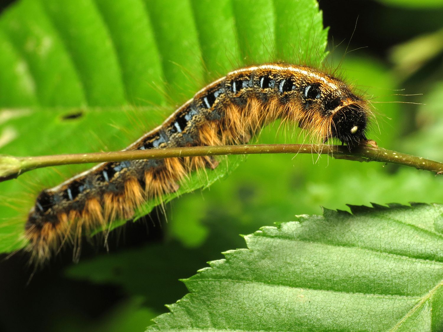 Which Caterpillar Is Eating Your Trees?