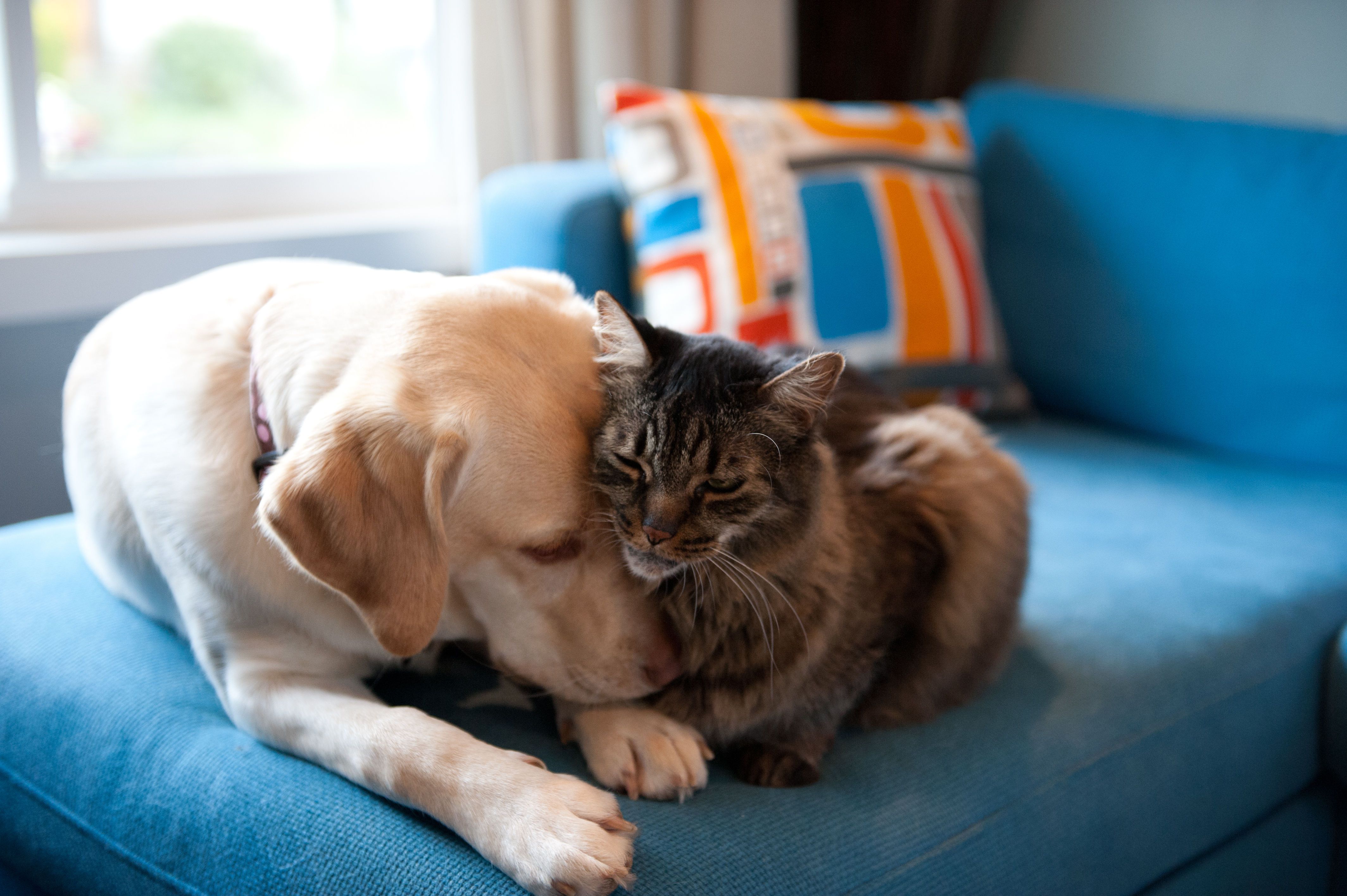 How to Introduce Your New Dog to Your Resident Cats