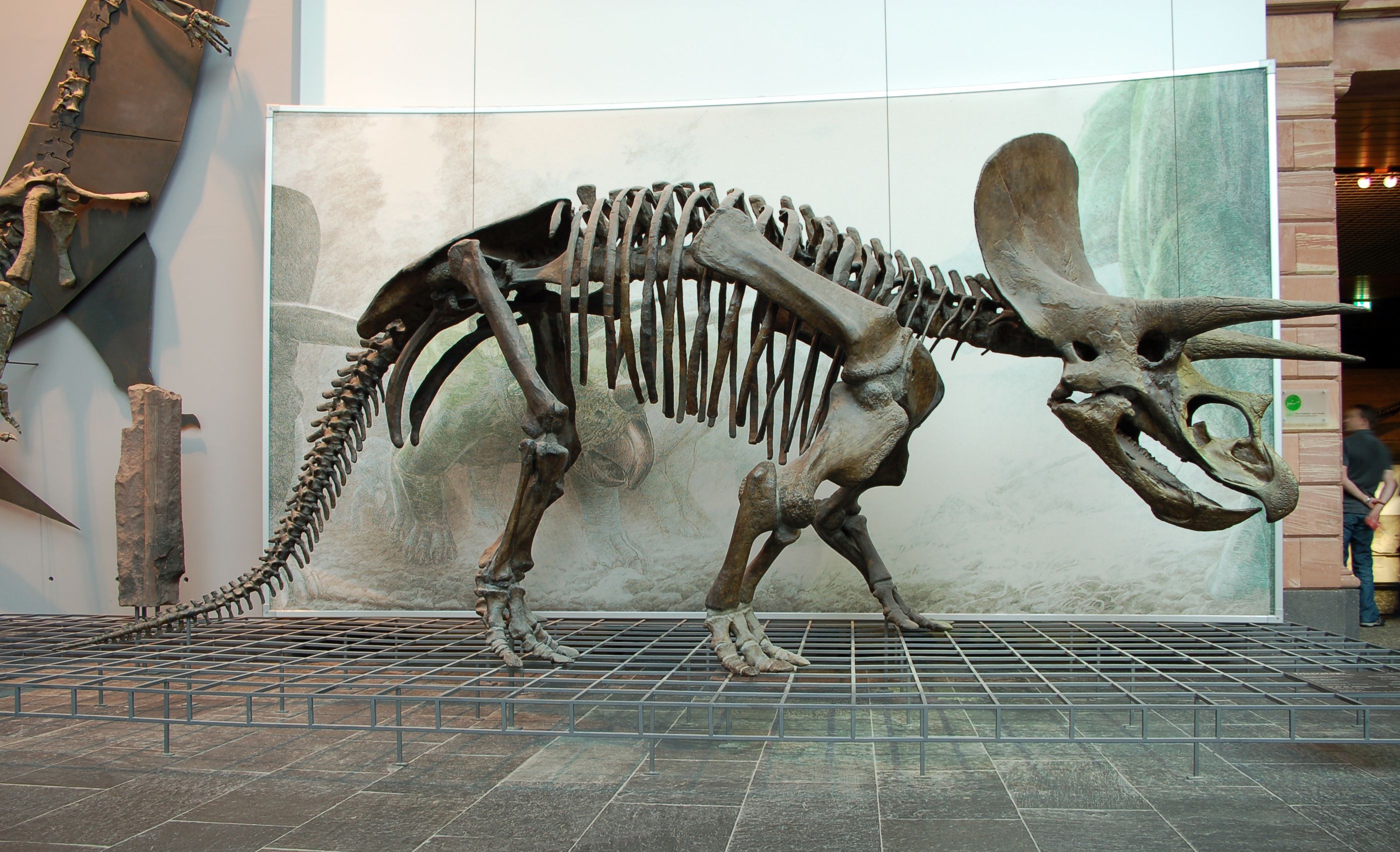 the triceratops