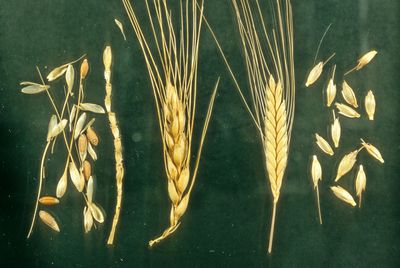 Barley (Hordeum vulgare) - The History of Domestication