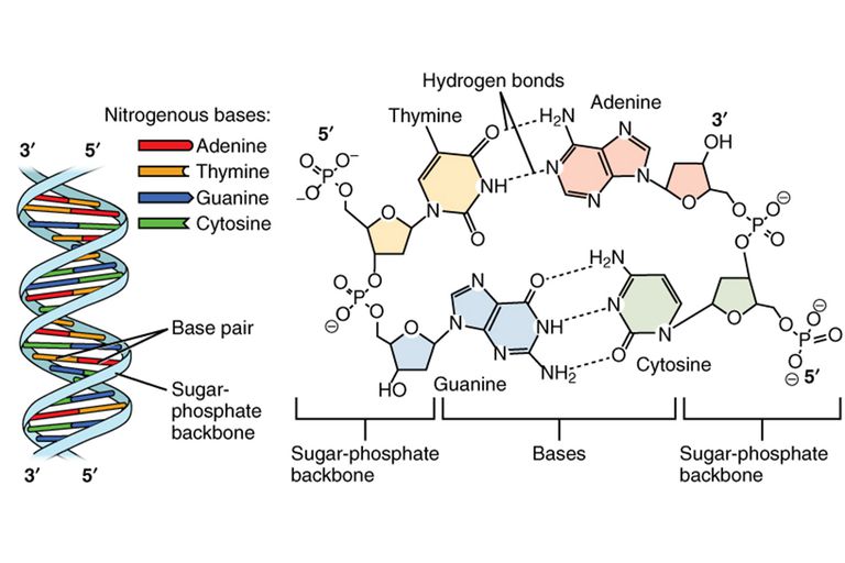 3 Parts of a Nucleotide and How They Are Connected