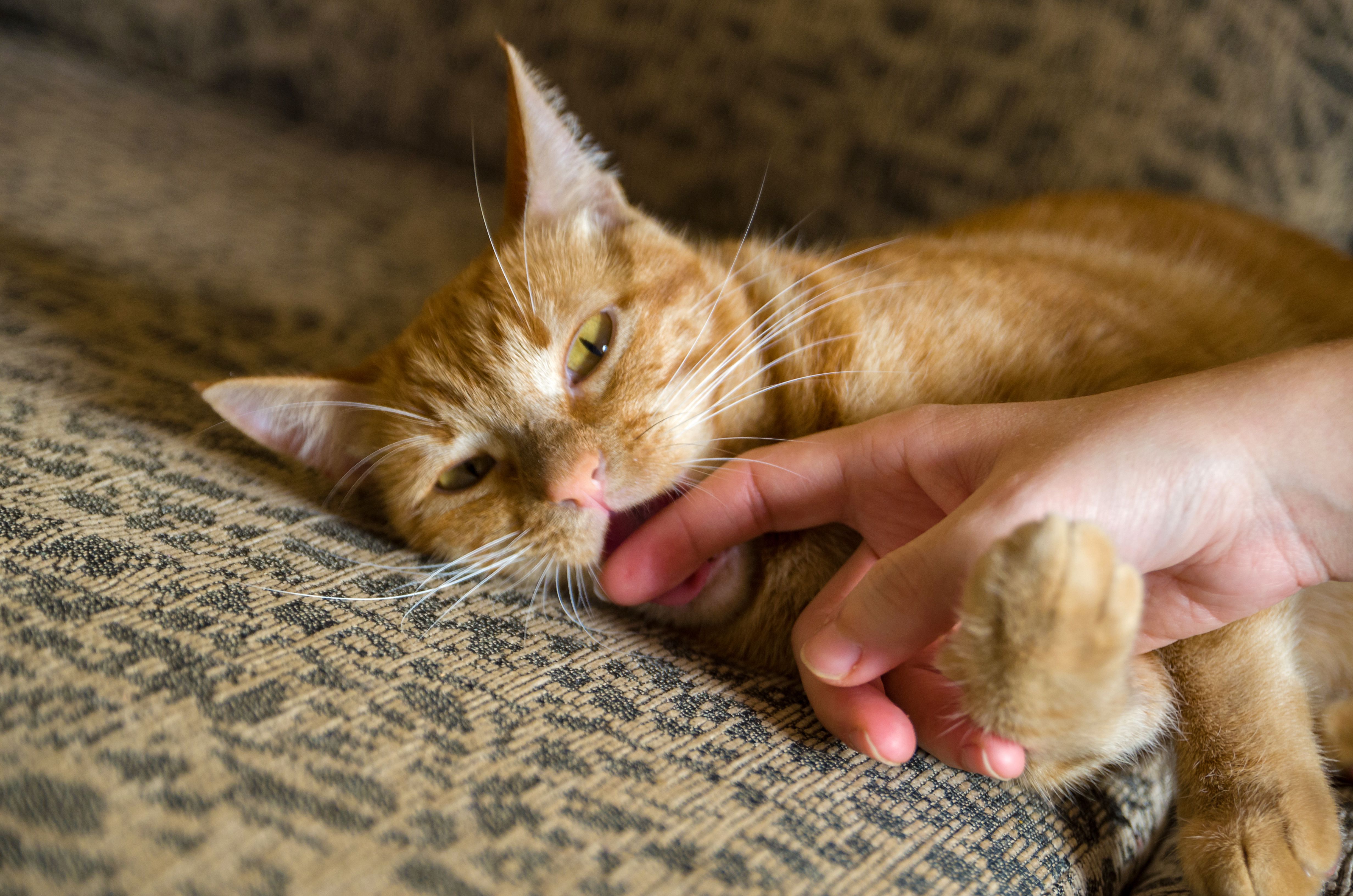 9 Tips To Stop Your Cat From Biting