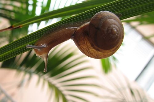 Meet The Terrestrial Snails