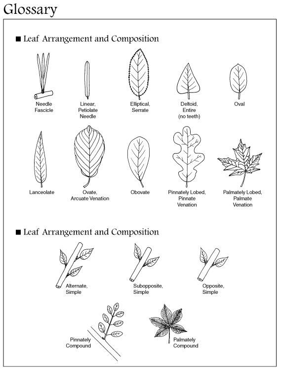 Dormant Tree Identification Gallery