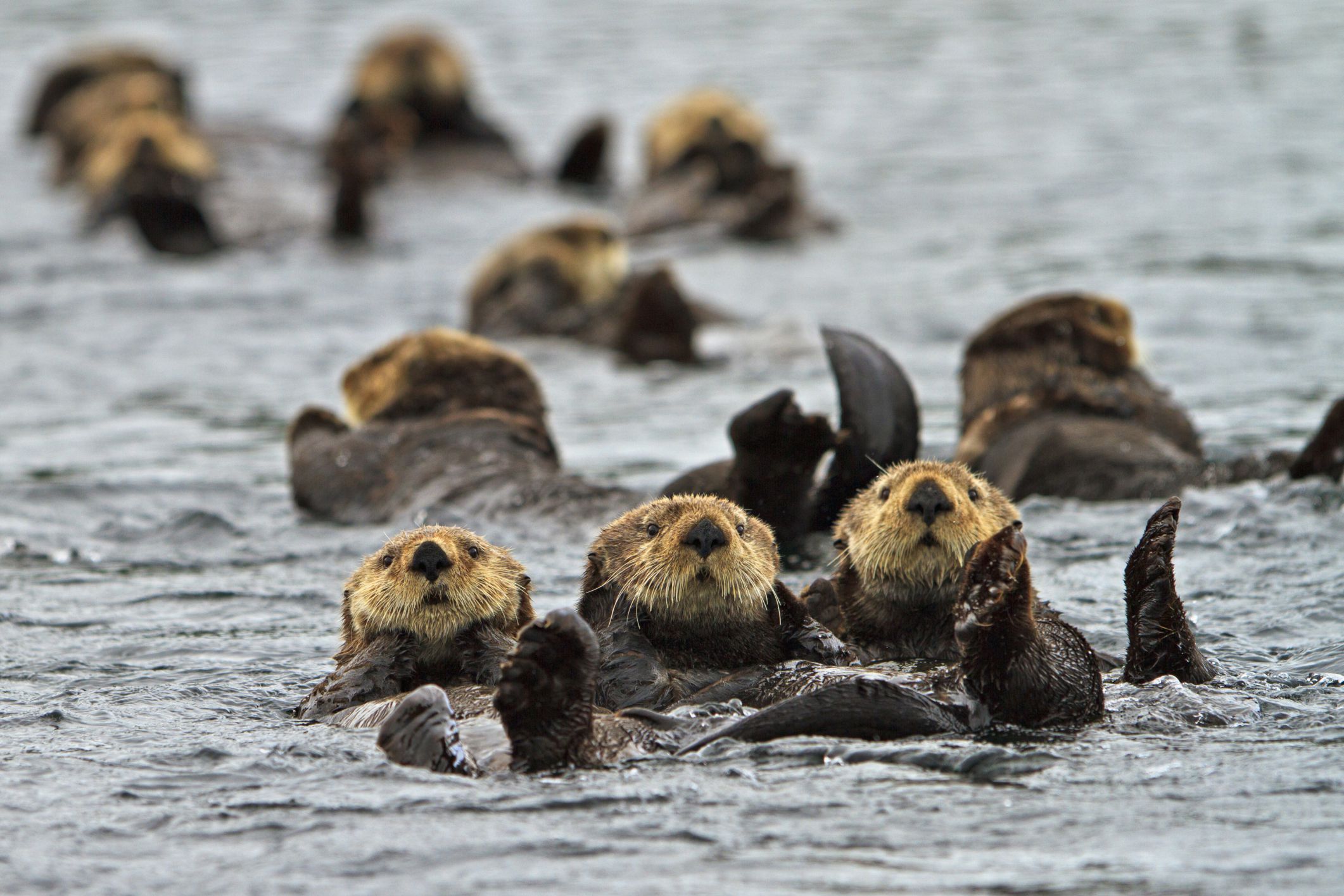 10 Fun Facts About Sea Otters