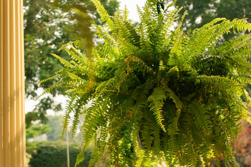 The Basics of Growing Ferns Indoors